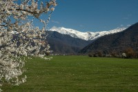 /album/galerie-photos/a19-09-spring-blossoms1-jpg/